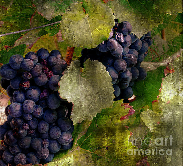 Luther Fine Art - The Growing of Red Grapes 