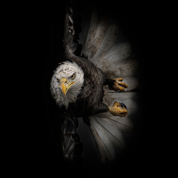 Wildlife Art
