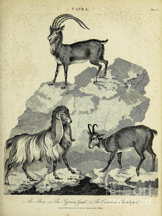 WHAT'S THE DIFFERENCE BETWEEN A CHAMOIS AND AN IBEX?