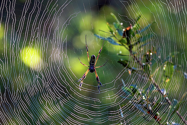 Steve Rich - The Joro Spider in Phinizy Swamp Nature Park 2