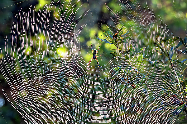 Steve Rich - The Joro Spider in Phinizy Swamp Nature Park
