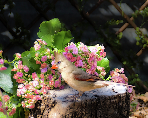Cardinal Art