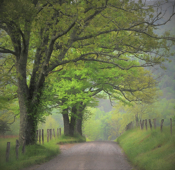 Tree Photographs