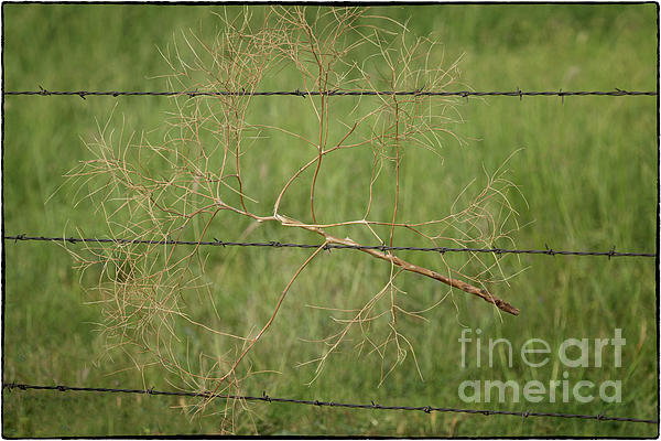 Natural Abstract Photography - The Last Guard