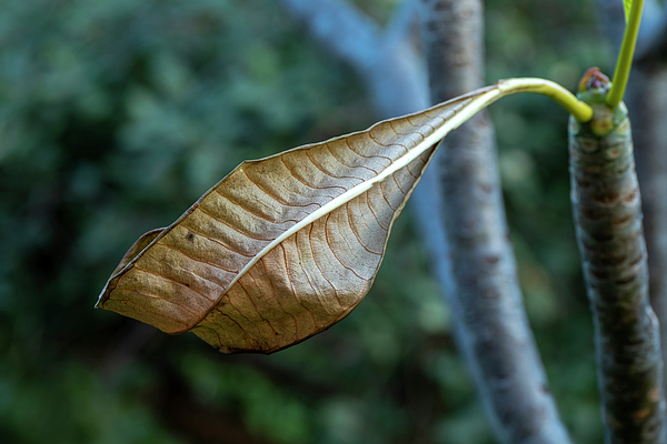 Manolis Tsantakis - The last leaf