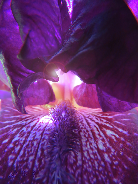 Brooks Garten Hauschild - The Light Within Iris - Floral Photography - Flowers From Our Gardens