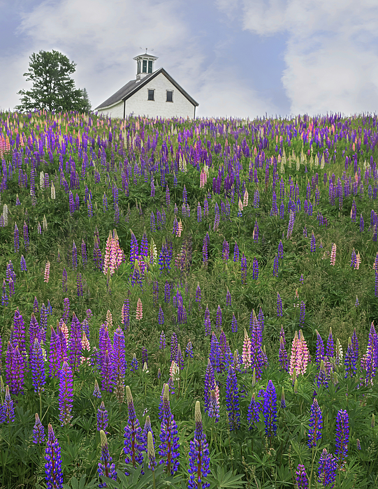 Sylvia Goldkranz - The Lupine Garden