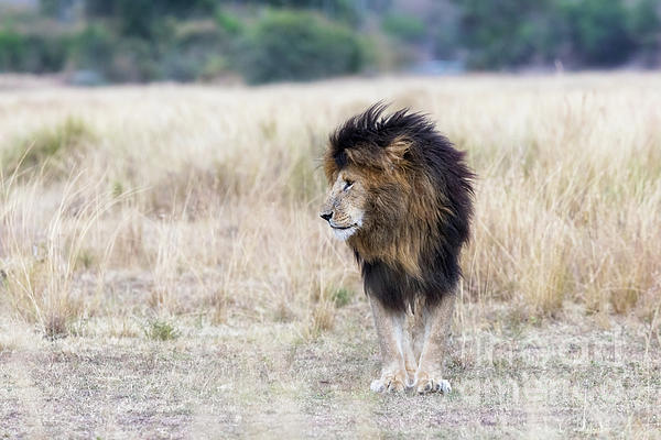 What it's like to walk through Kenya's Maasai Mara with lions for company, The Independent