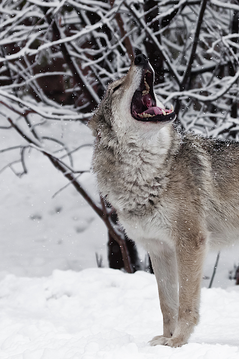 72 Wide Wolf Howling No Sew Fleece Blanket