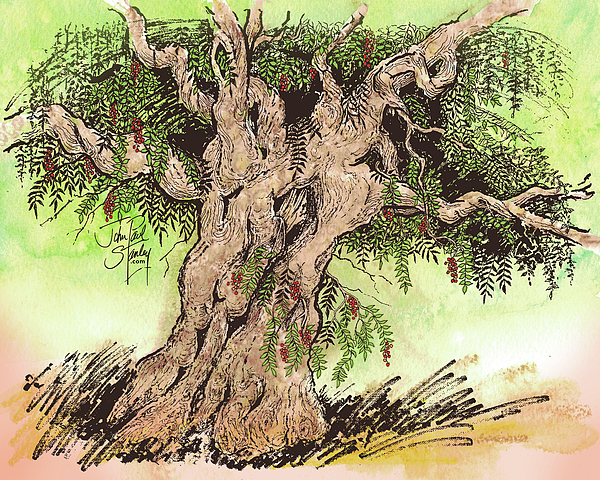 Old Mission Wisteria Drawing by John Paul Stanley - Pixels