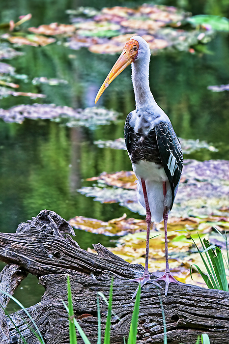Marcia Colelli - The Painted Stork