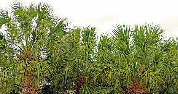 Roberta Byram - The Palm Trees