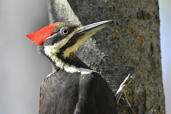 Woodpecker Photographs
