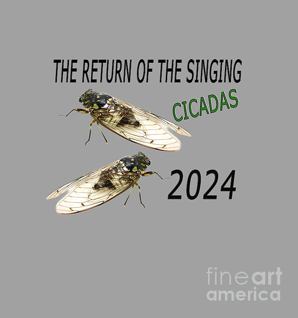 Beverly Guilliams - The Return of The Singing CICADAS 2024