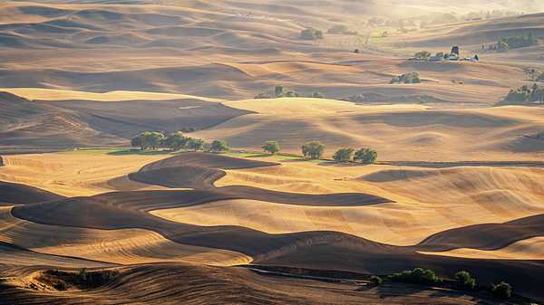 Tim Reagan - The Rolling Hills of the Palouse