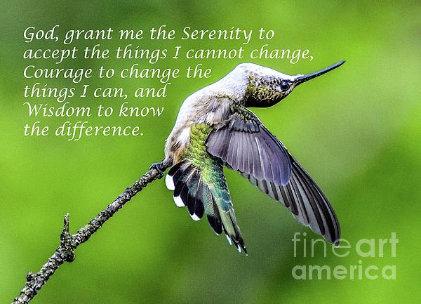 Cindy Treger - The Serenity Prayer and My Favorite Hummingbird Photo