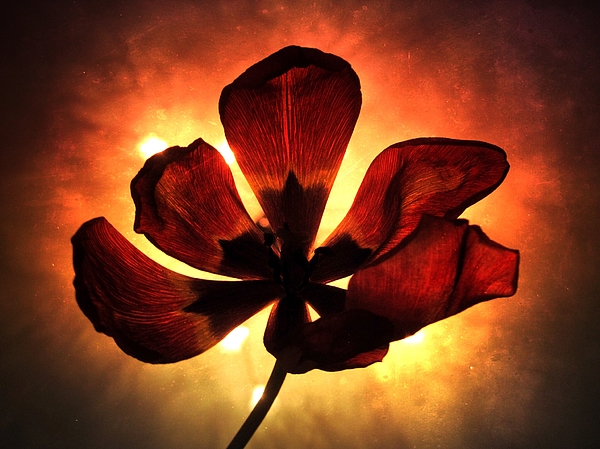Flower Photographs