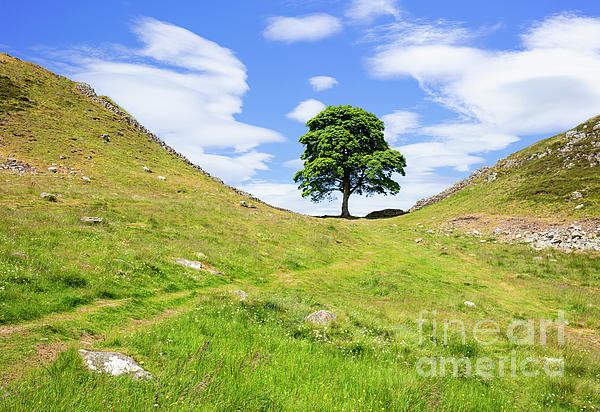Neale And Judith Clark - The Sycamore Gap Tree, Hadrians Wall, Northumberland England UK
