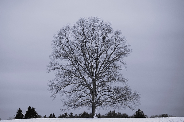 Warren LaBaire Photography - The Tree bw