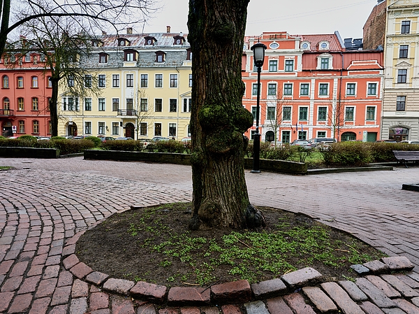 Jouko Lehto - The tree in the middle. Riga 2024
