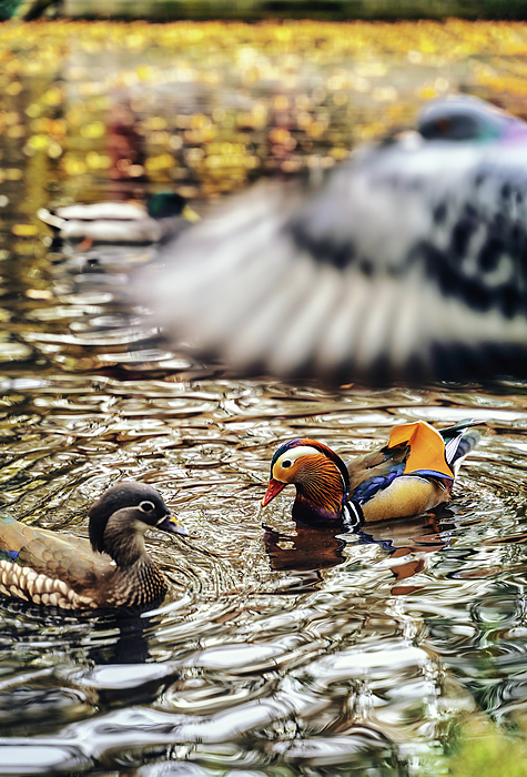 Wildlife Art