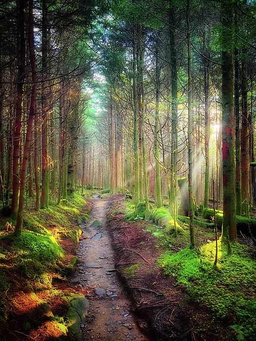 Forest Art