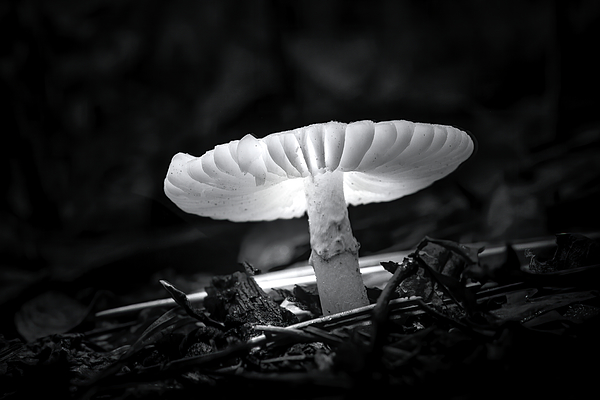 The White Mushroom Fleece Blanket by Mark Andrew Thomas Mark