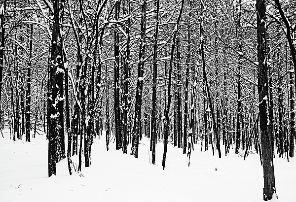 Debbie Oppermann - The Winter Forest Black And White