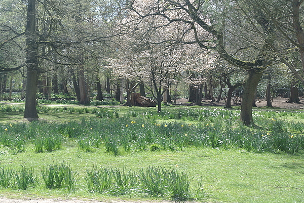 Lynne Iddon - The Woodland Gardens In Bushy Park UK