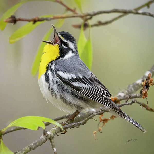 Jurgen Lorenzen - The Yellow-throated Warbler