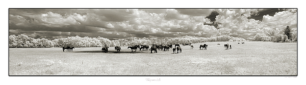 Summer Photographs