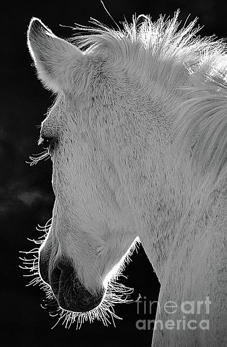 Horse Art