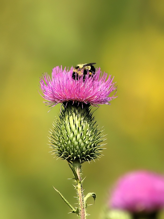 Debbie Blackman - Thistle and the Bumblebee