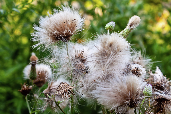 Thistledown Duvet Cover