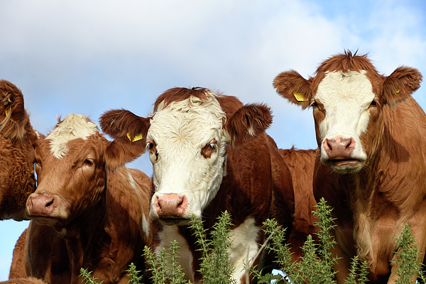 Loren Dowding - Three curious red and white cows Wareham Dorset
