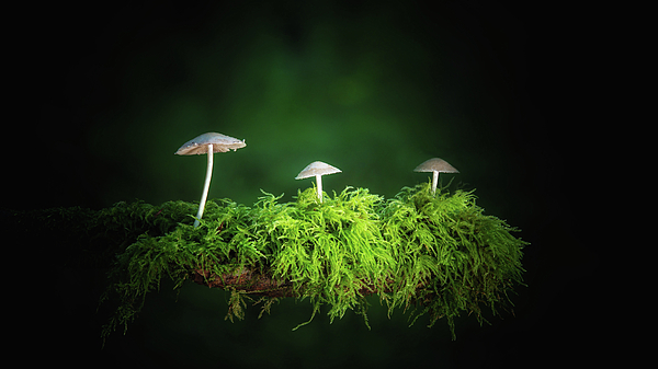 James DeFazio - Three Mushrooms