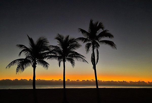 Warren LaBaire Photography - Three Palms
