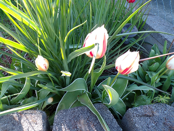 Lois Churchward - Three Striped Tulips