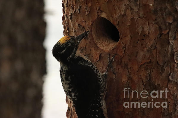 Deborah Kletch - Three Toed American Woodpecker Waiting for Young