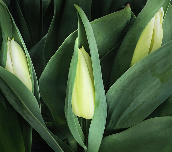 Gary Slawsky - Three Tulips Ready To Bloom
