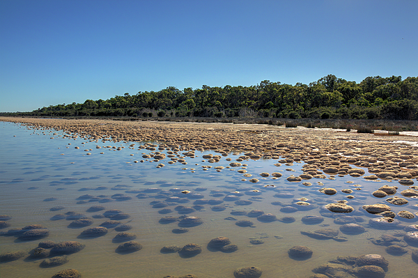 Elaine Teague - Thrombolites, Lake Clifton, Western Australia 4