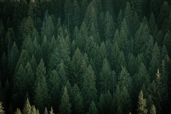 Forest Art