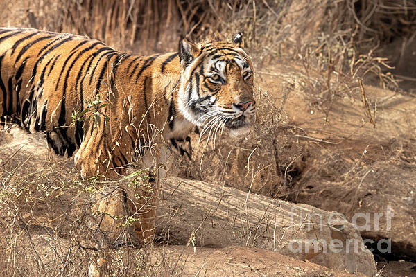 Pravine Chester - Tiger in the dry forest of Ranthambore.