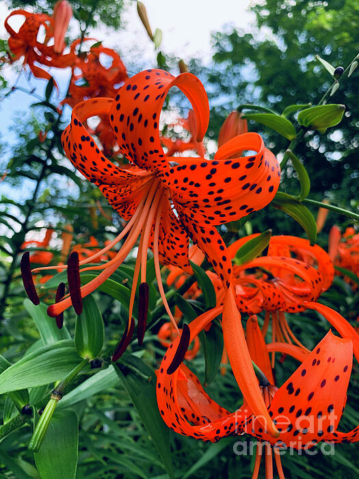 Luther Fine Art - Tiger Lily