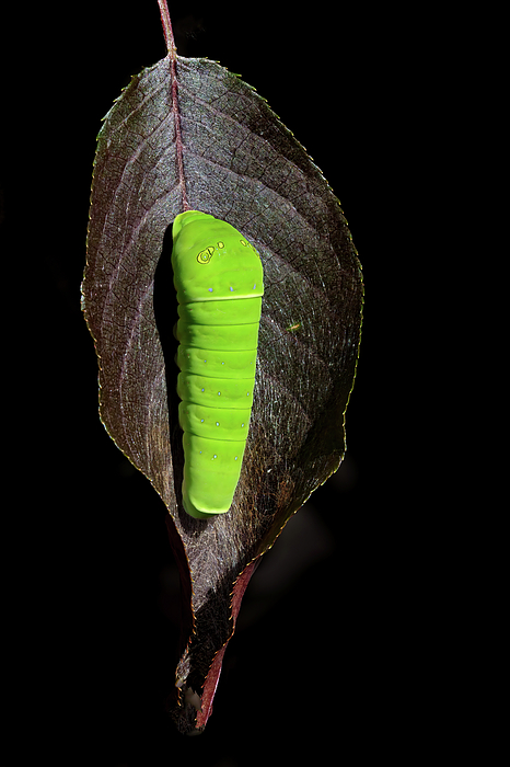 Laura Epstein - Tiger Swallowtail Caterpillar