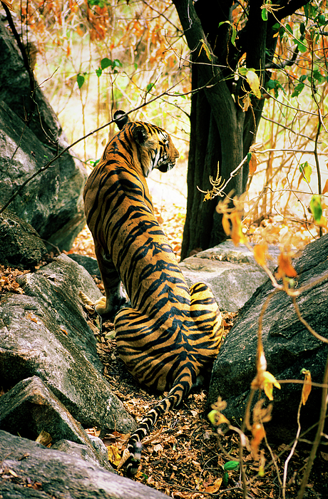 Toddler Tiger Shirt 