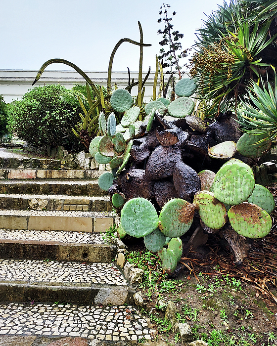 Irina Sztukowski - Tile Steps Of Botanical Garden Old Lisbon Historical Downtown Portugal 