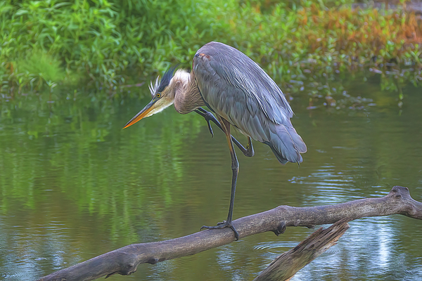 Steve Rich - Time to Scratch - Great Blue Heron