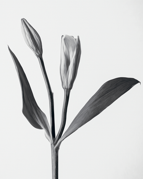 Flowers Still Life Photographs