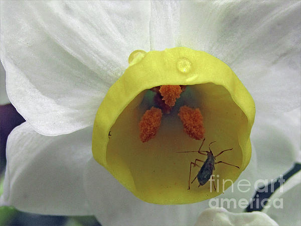 Kim Tran - Tiny Bug on Miniature Daffodil 